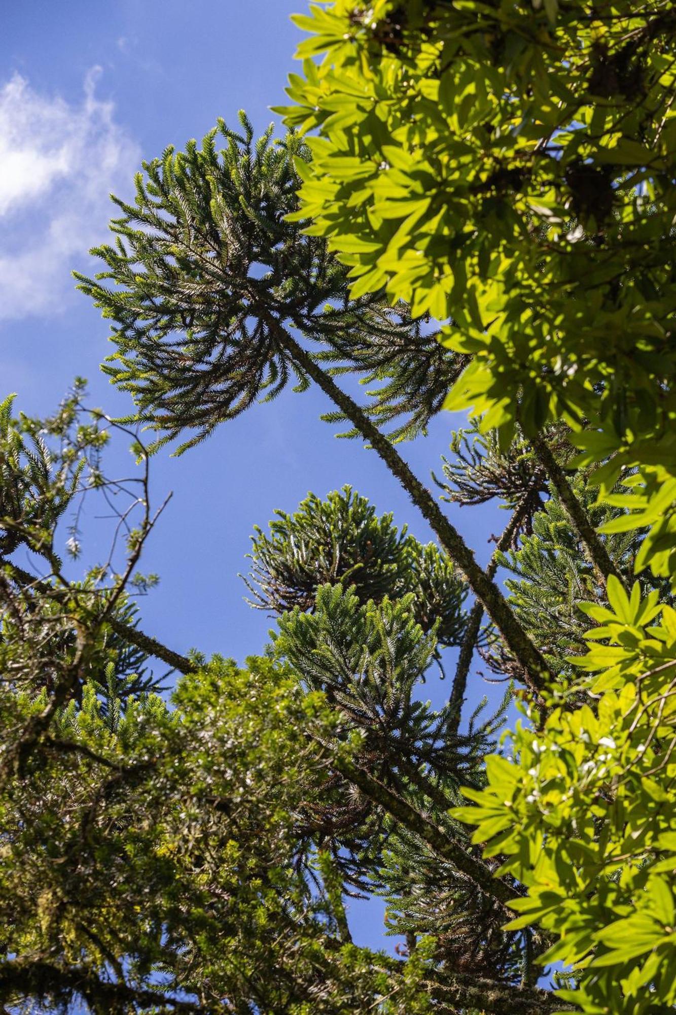 Cabana Suspensa Na Natureza - Regiao Turistica Campos do Jordão Exterior foto